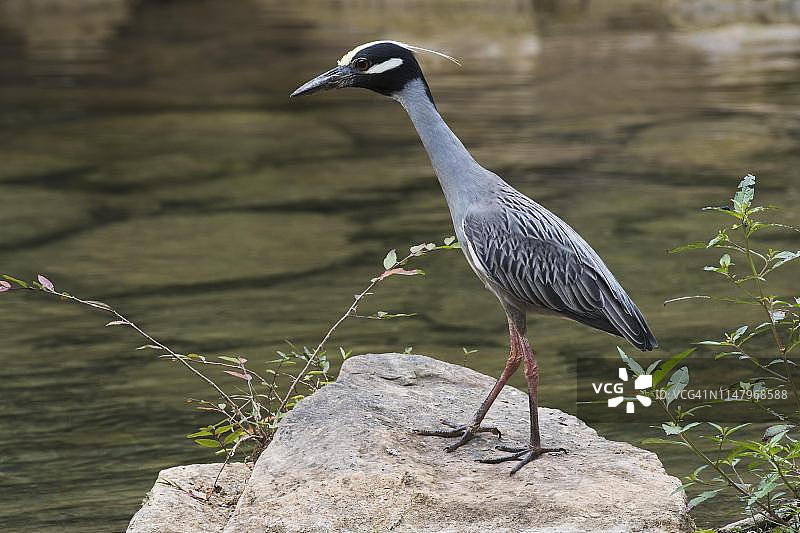 黄冠夜鹭站在古巴瓜纳亚拉公园的水边石头上图片素材