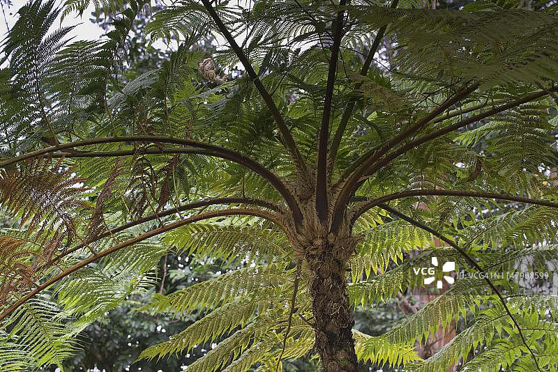 古巴瓜纳亚拉公园的树蕨图片素材