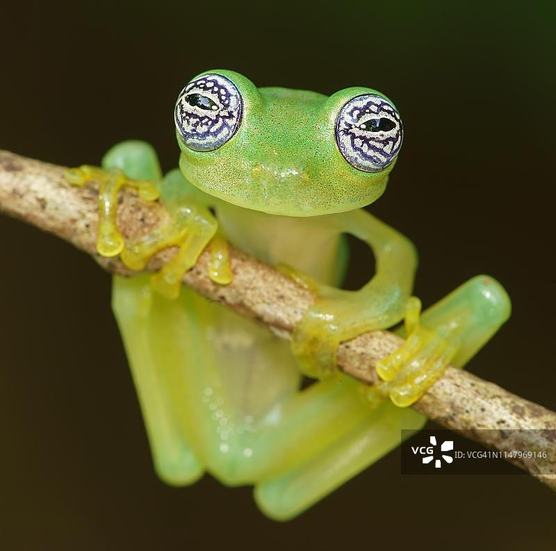 树枝上的玻璃蛙（Sachatamia ilex），哥斯达黎加图片素材