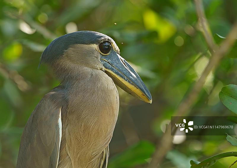 船嘴鹭在树上，动物写真，哥斯达黎加图片素材