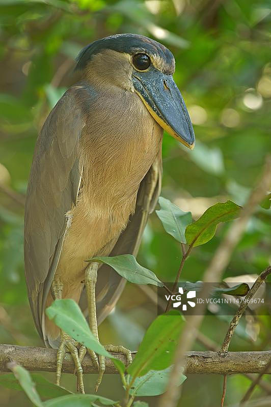 哥斯达黎加船嘴鹭栖息树上图片素材