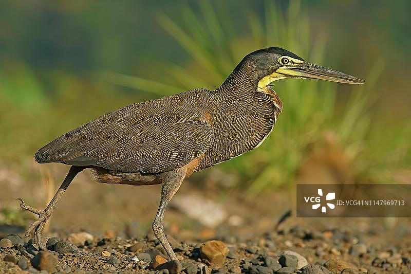 裸喉虎鹭，奔跑，哥斯达黎加图片素材