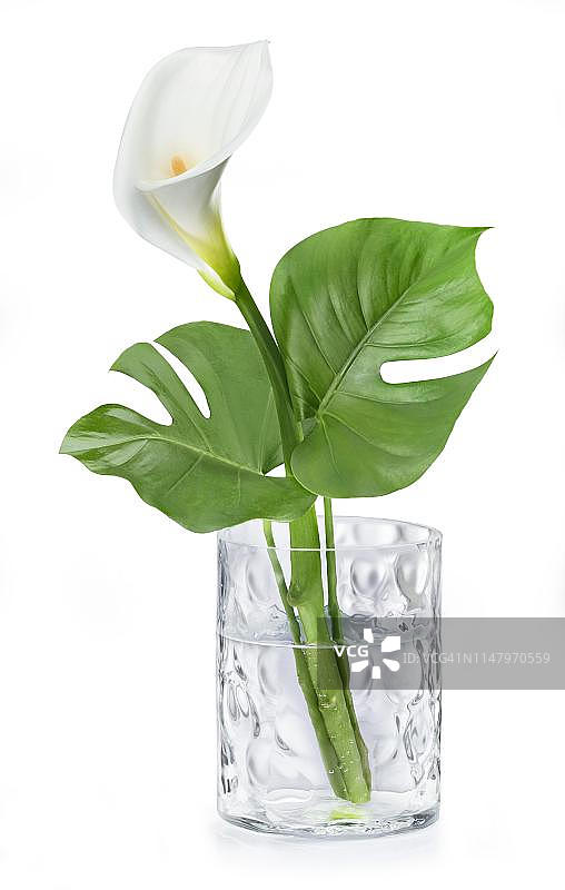 白色马蹄莲和龟背竹，玻璃花瓶，德国图片素材