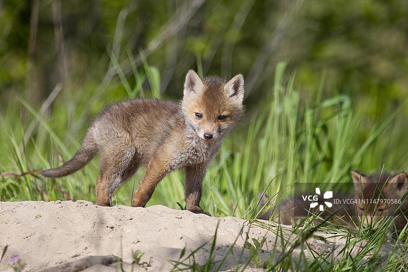 红狐幼崽，狐狸洞，德国图片素材