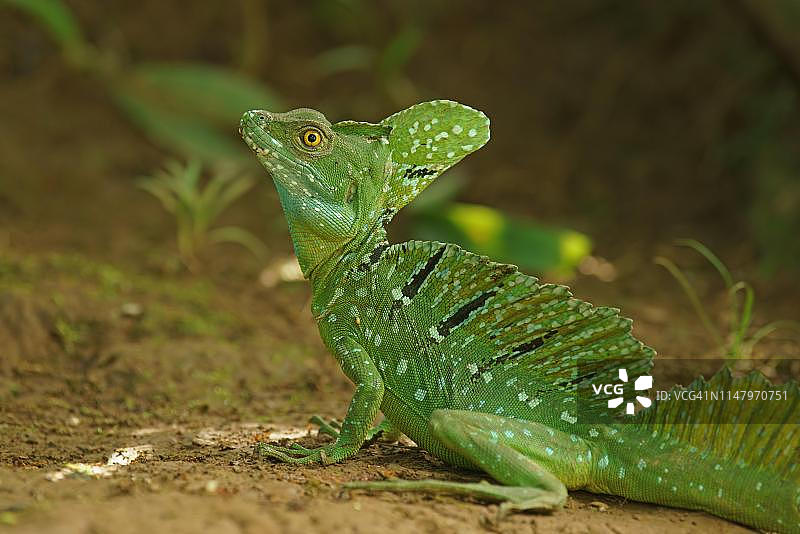 羽状蛇怪(Basiliscus plumifrons)在哥斯达黎加的地面上图片素材