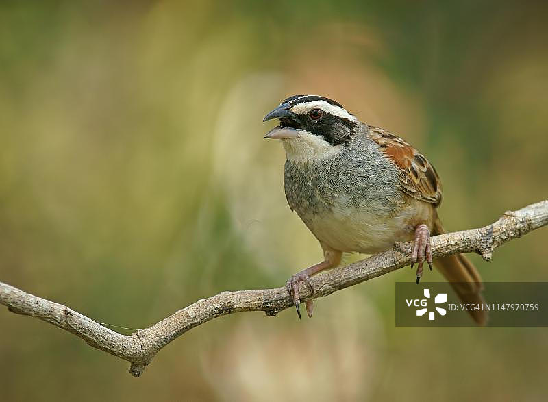鸣叫的条纹头雀栖息在树枝上，哥斯达黎加图片素材