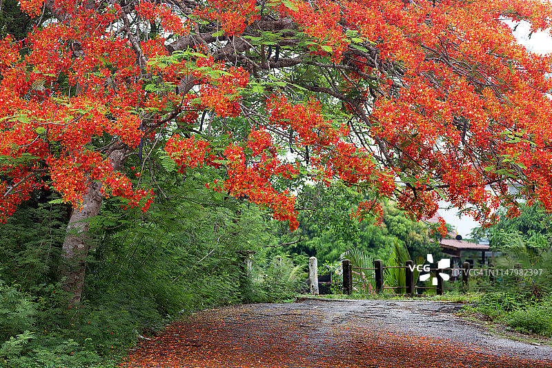 尖竹汶府乡村风光：凤凰花盛开图片素材