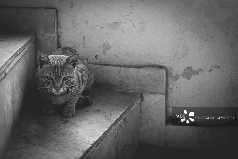 印度猫的单色特写图片素材