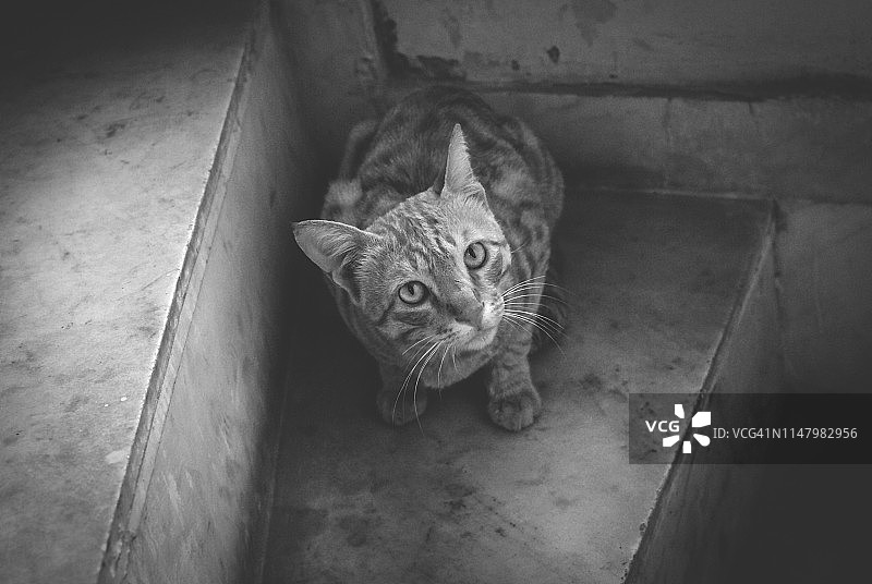 印度猫的单色特写图片素材