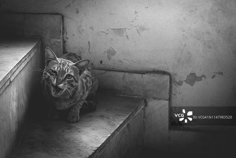 印度猫的单色特写图片素材