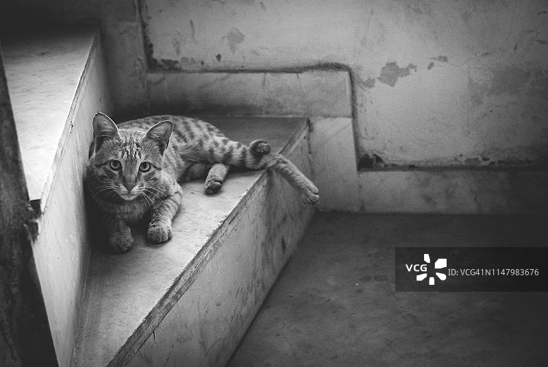 印度猫的单色特写图片素材