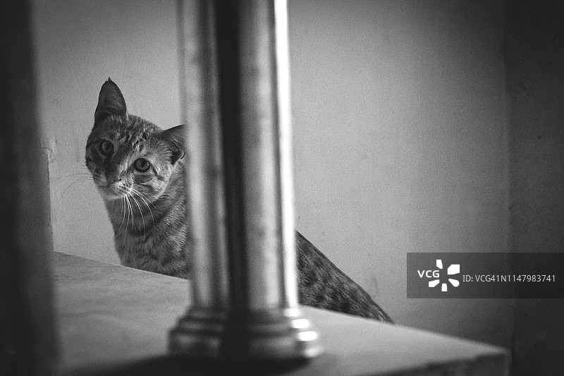 印度猫的单色特写图片素材