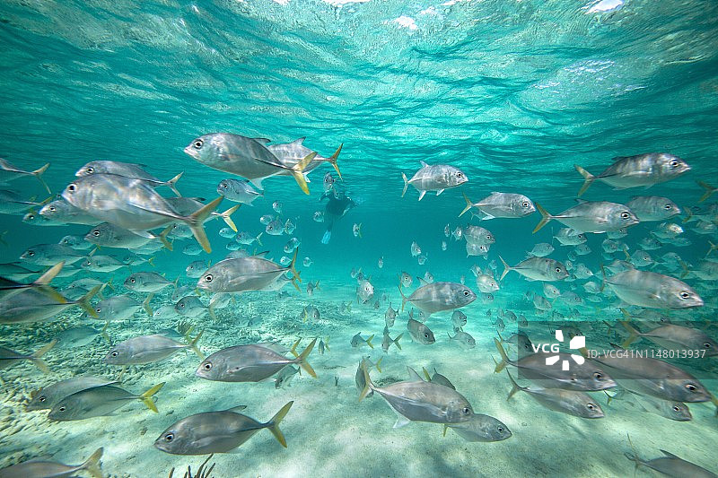 大量大眼鲹鱼群图片素材