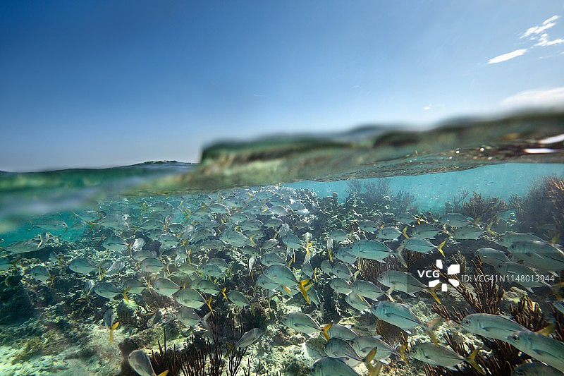 大群鱼类的分层镜头图片素材