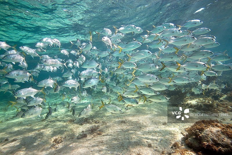 大量大眼鲹鱼群图片素材