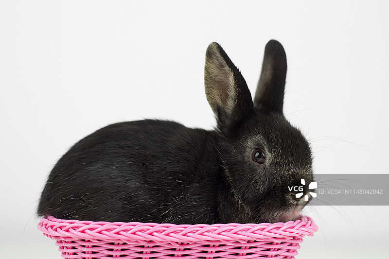 宠物床里的兔子图片素材