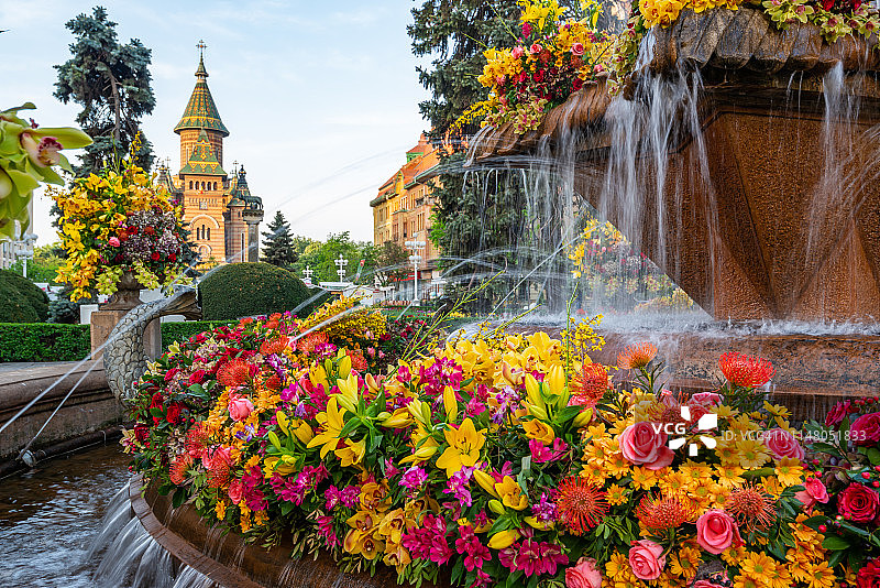 罗马尼亚蒂米什瓦拉鱼喷泉鲜花装饰图片素材