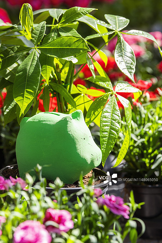 温室中的存钱罐图片素材