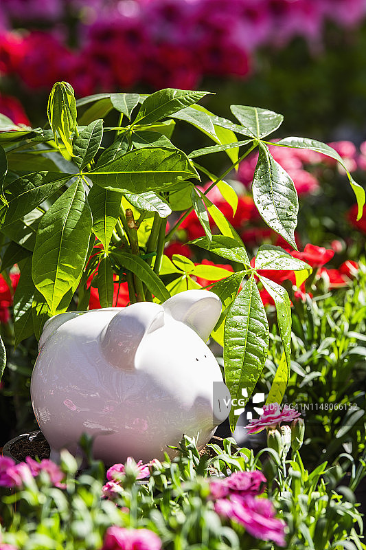 温室中的存钱罐图片素材