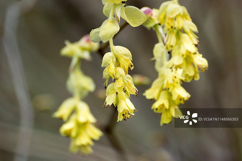 穗花 Corylopsis图片素材