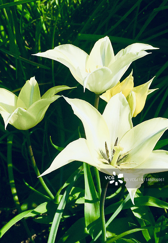 花卉 1图片素材