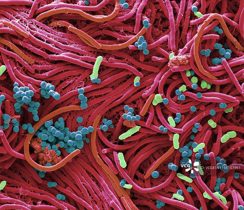 手机上的细菌，扫描电镜照片图片素材