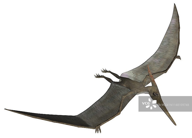 翼龙插画图片素材