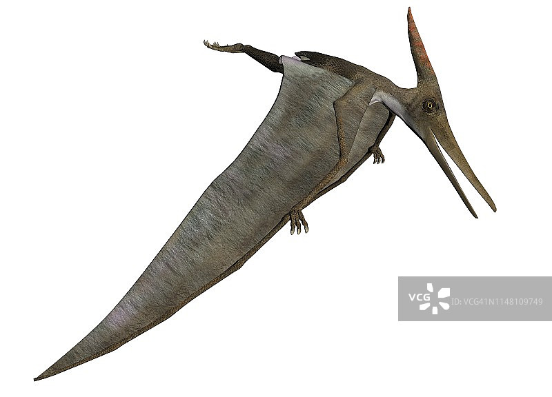 翼龙插画图片素材