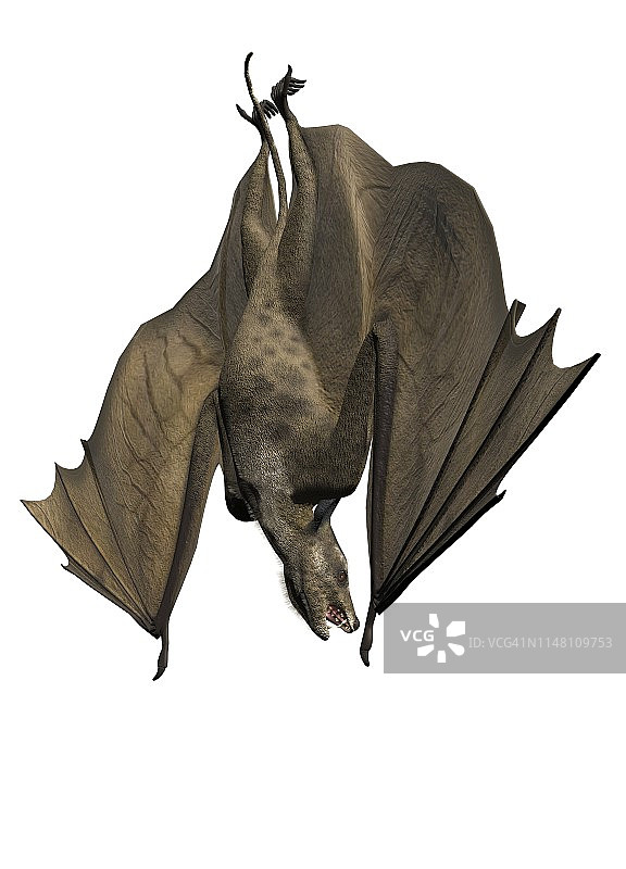 翼手龙插图图片素材