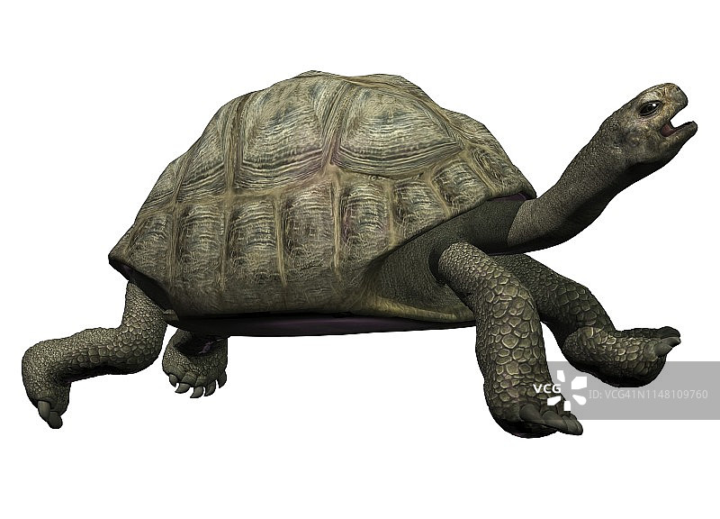 巨龟插画图片素材