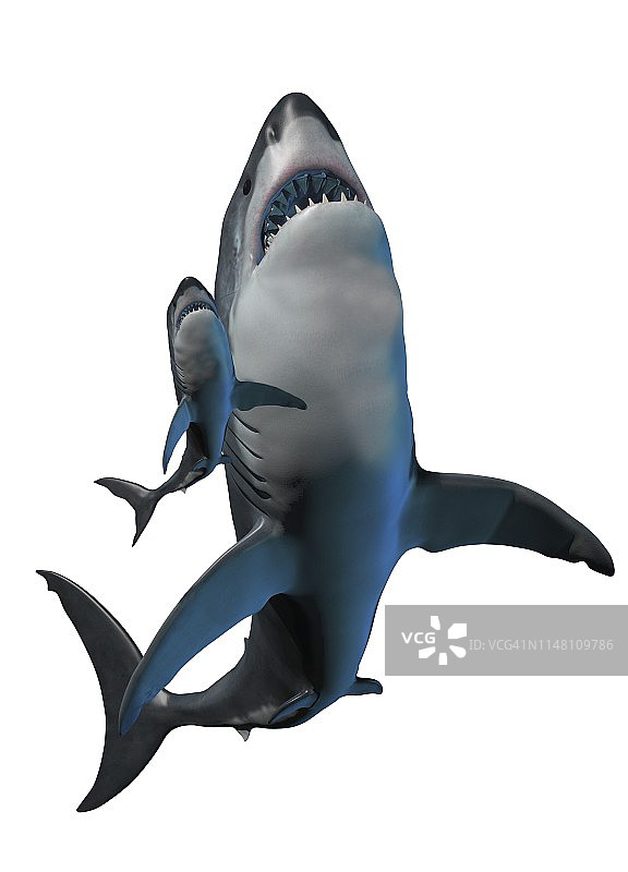 巨齿鲨和鲨鱼插图图片素材