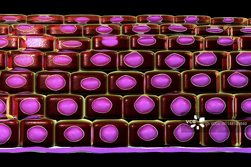 复层鳞状上皮细胞图示图片素材