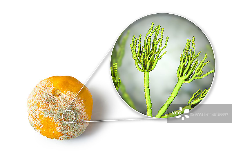 发霉的橘子合成图图片素材