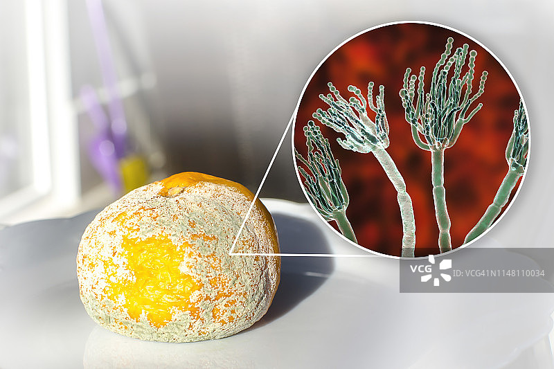 发霉的橘子合成图图片素材