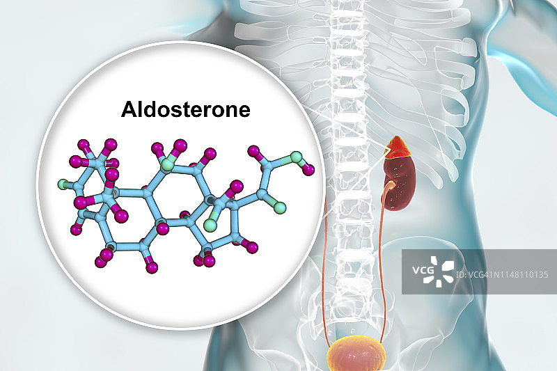 醛固酮激素和肾上腺插图图片素材