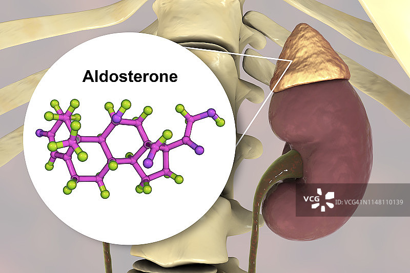 醛固酮激素和肾上腺插图图片素材