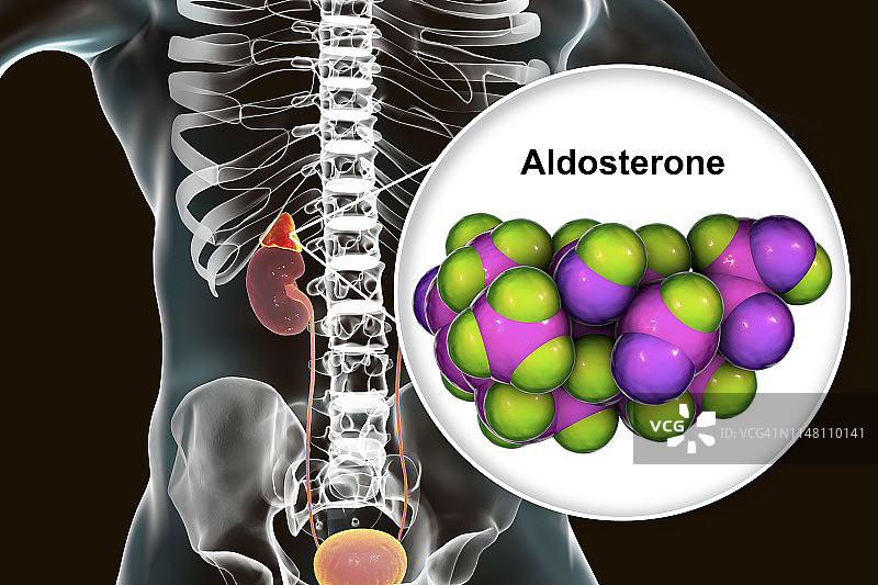 醛固酮激素和肾上腺插图图片素材