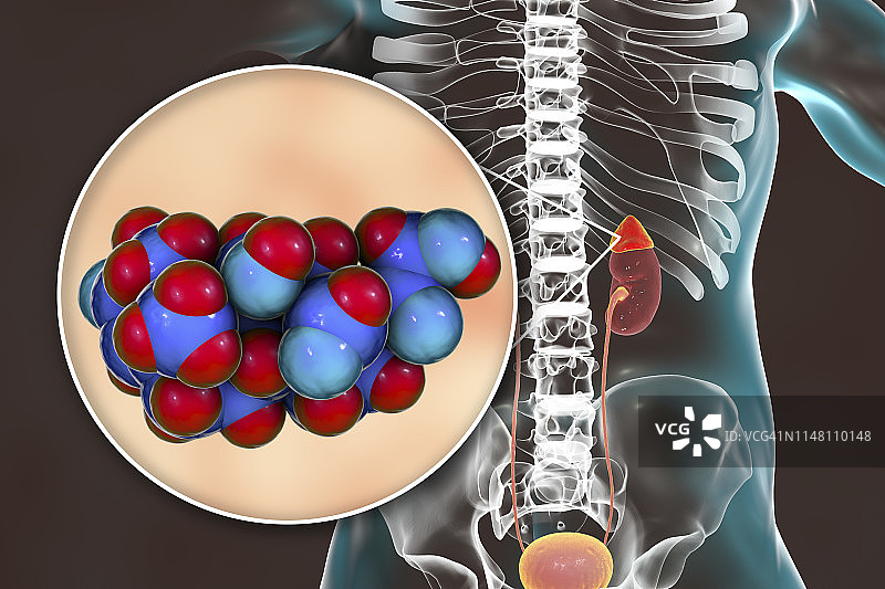醛固酮激素和肾上腺插图图片素材