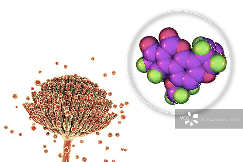 曲霉菌和黄曲霉毒素B1分子示意图图片素材