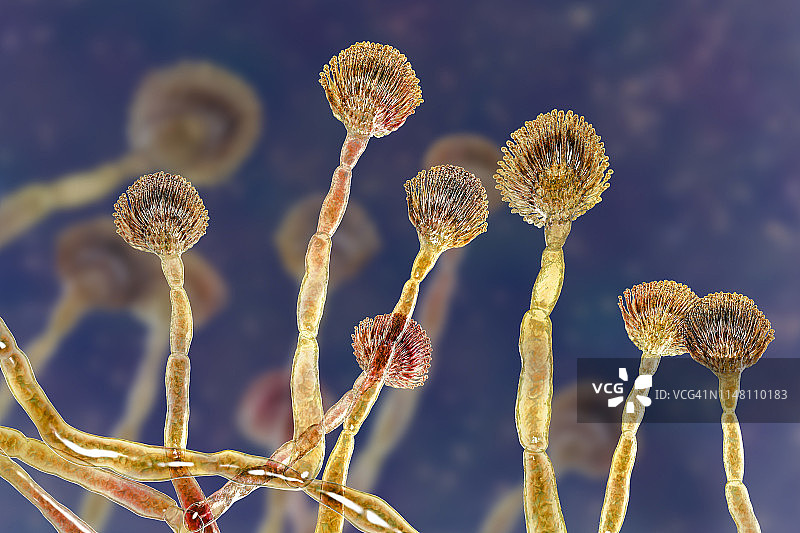 绿色霉菌分生孢子梗插图图片素材