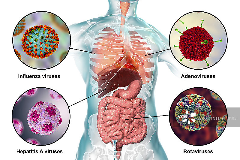 病毒性呼吸道和肠道感染插图图片素材