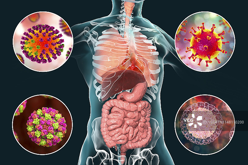 病毒性呼吸道和肠道感染插图图片素材