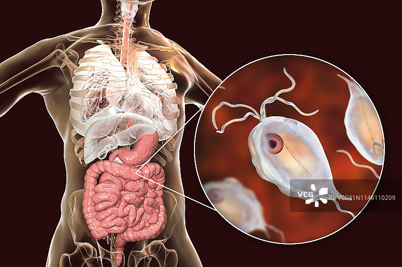 人五鞭毛虫肠道寄生虫插图图片素材