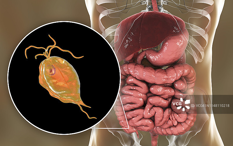 人五鞭毛虫肠道寄生虫插图图片素材