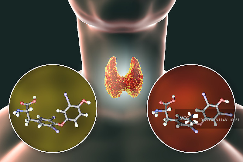 甲状腺与甲状腺激素分子结构图图片素材