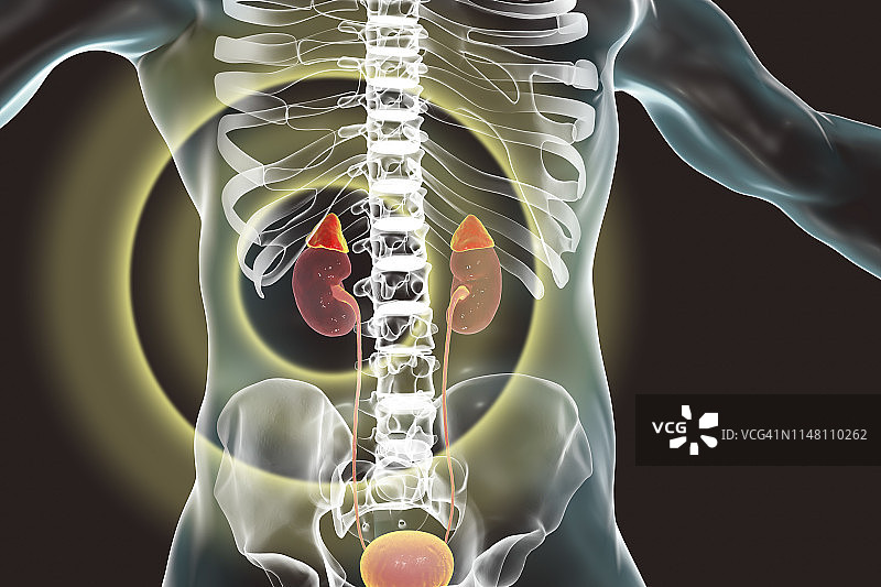 人类肾脏和肾上腺图示图片素材