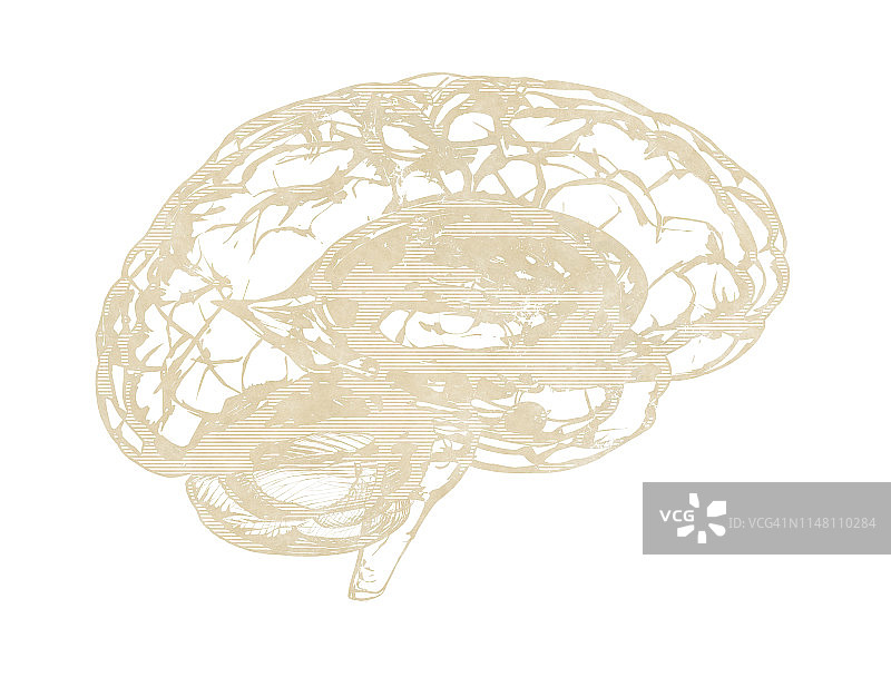 人类大脑、插图图片素材