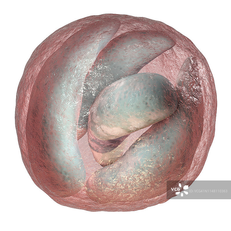 隐孢子虫原生动物肠道寄生虫插图图片素材