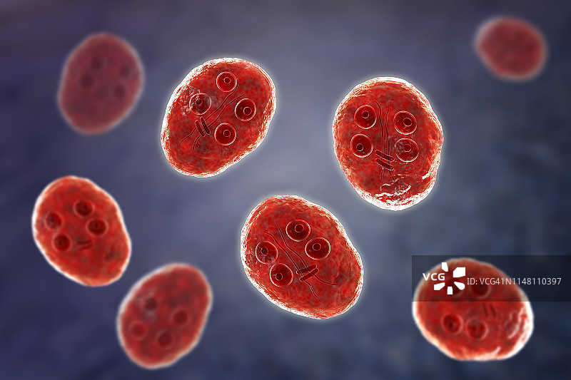 梨形鞭毛虫包囊示意图图片素材