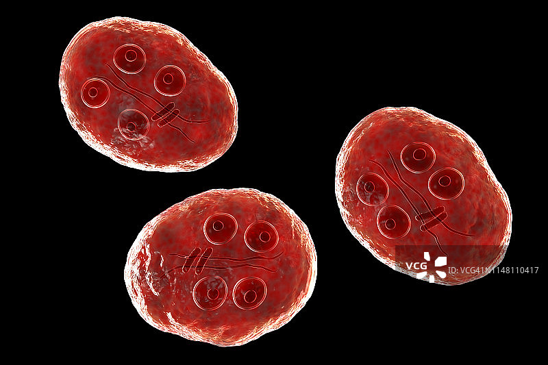 梨形鞭毛虫包囊示意图图片素材